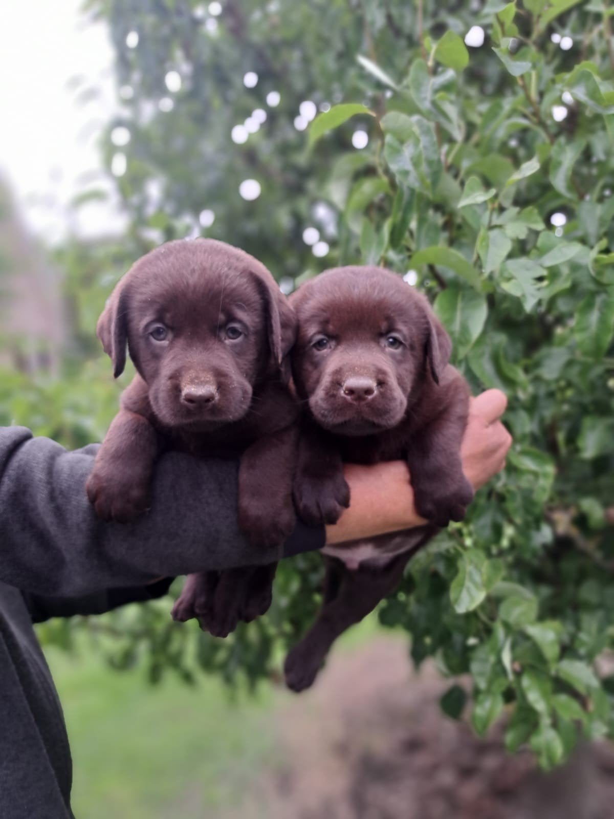 Labrador pups met stamboom bruin, 8 tot 15 weken, Labrador retriever, Parvo, Meerdere