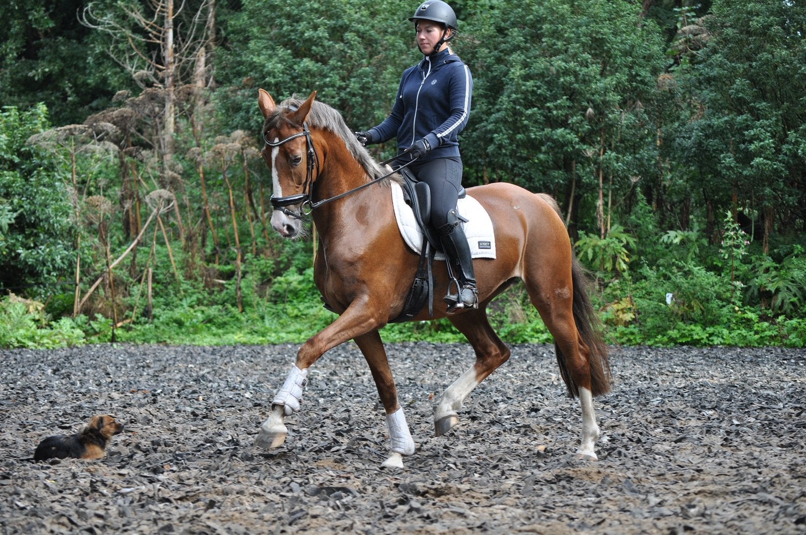 Knappe en vrolijke merrie te koop, Merrie, M, Dressuurpaard, 7 tot 10 jaar