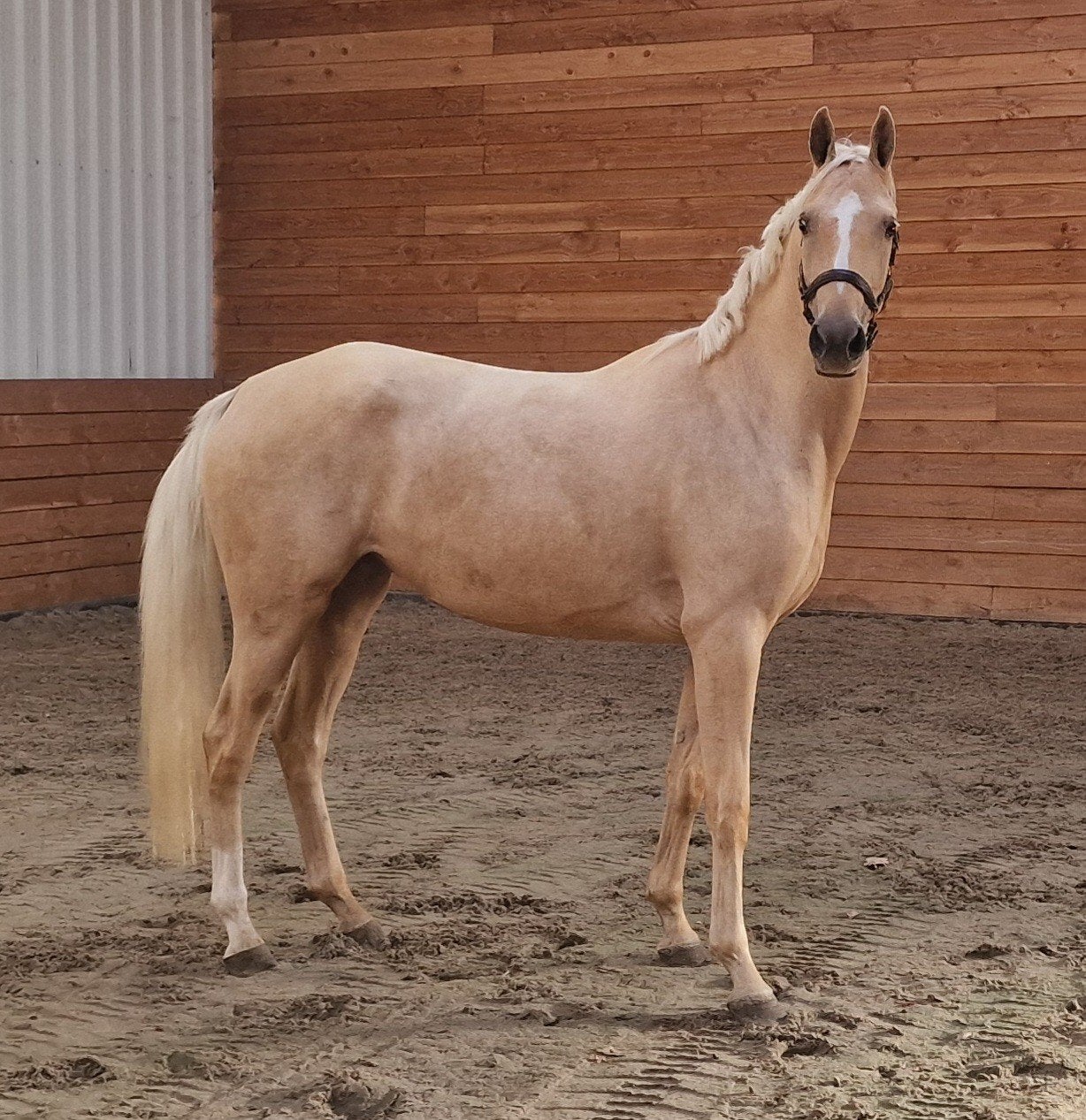 Prachtige Palomino, Gebruikt, Marathonwagen, Paard of Pony