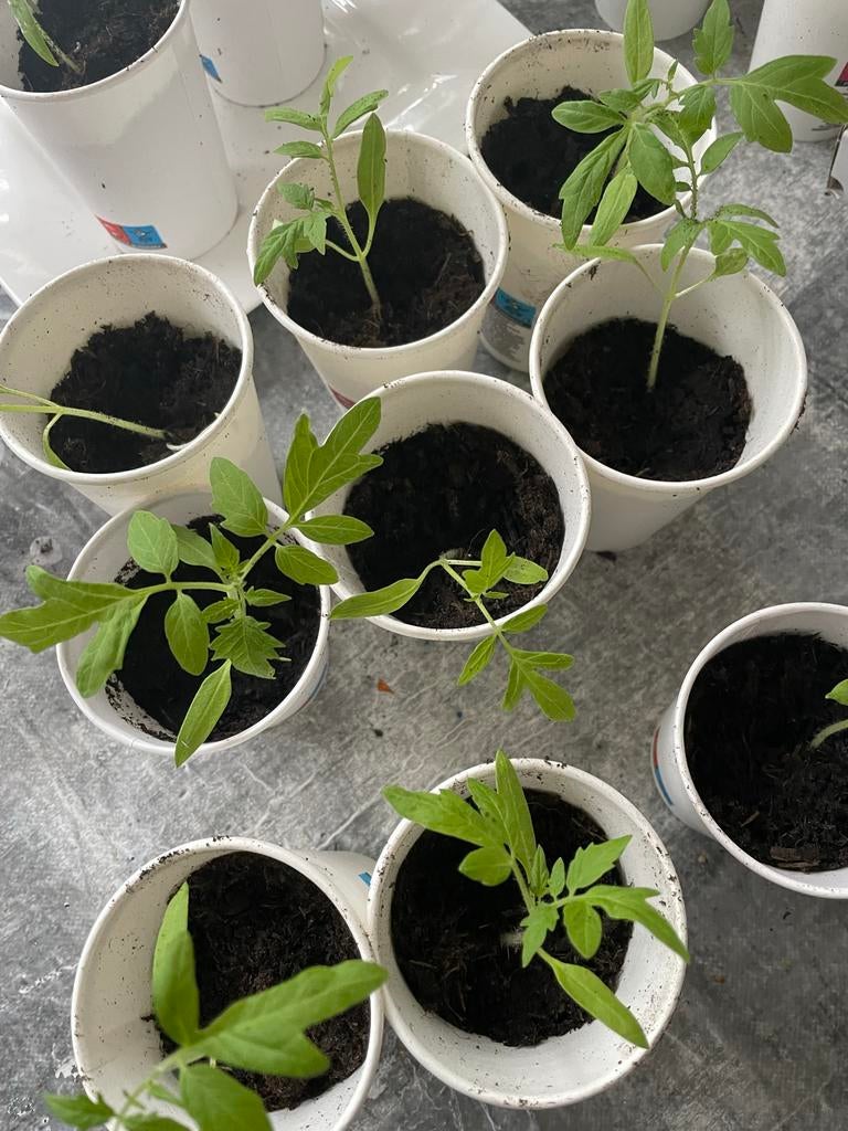 Trostomaat stekjes, Tuin en Terras, Planten | Tuinplanten, Ophalen, Volle zon, Groenteplanten, Eenjarig