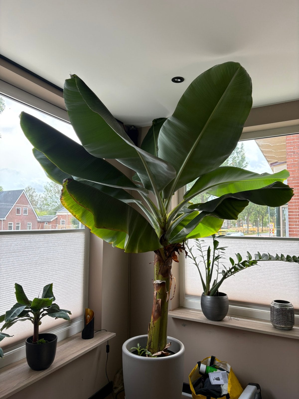 Prachtige bananenplant, Huis en Inrichting, Ophalen, Halfschaduw, 200 cm of meer