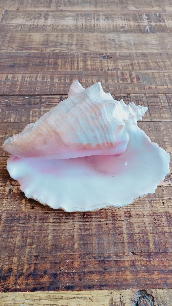 Grote vleugelhoorn zeeschelp Queen Conch Caribische Zee, Ophalen of Verzenden, Schelp(en)