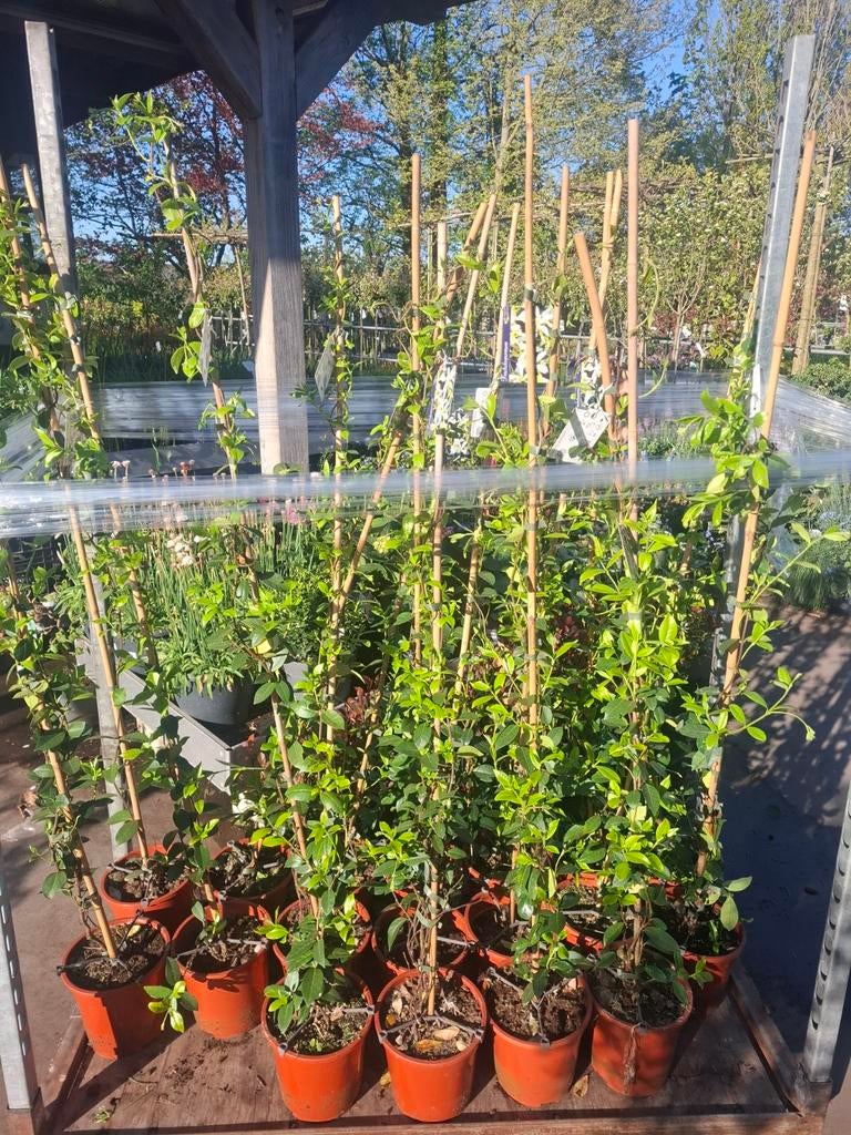 Toscaanse Jasmijn  (Trachelospermum jasminoides) klimplant, Ophalen, Zomer, Klimplanten, Halfschaduw