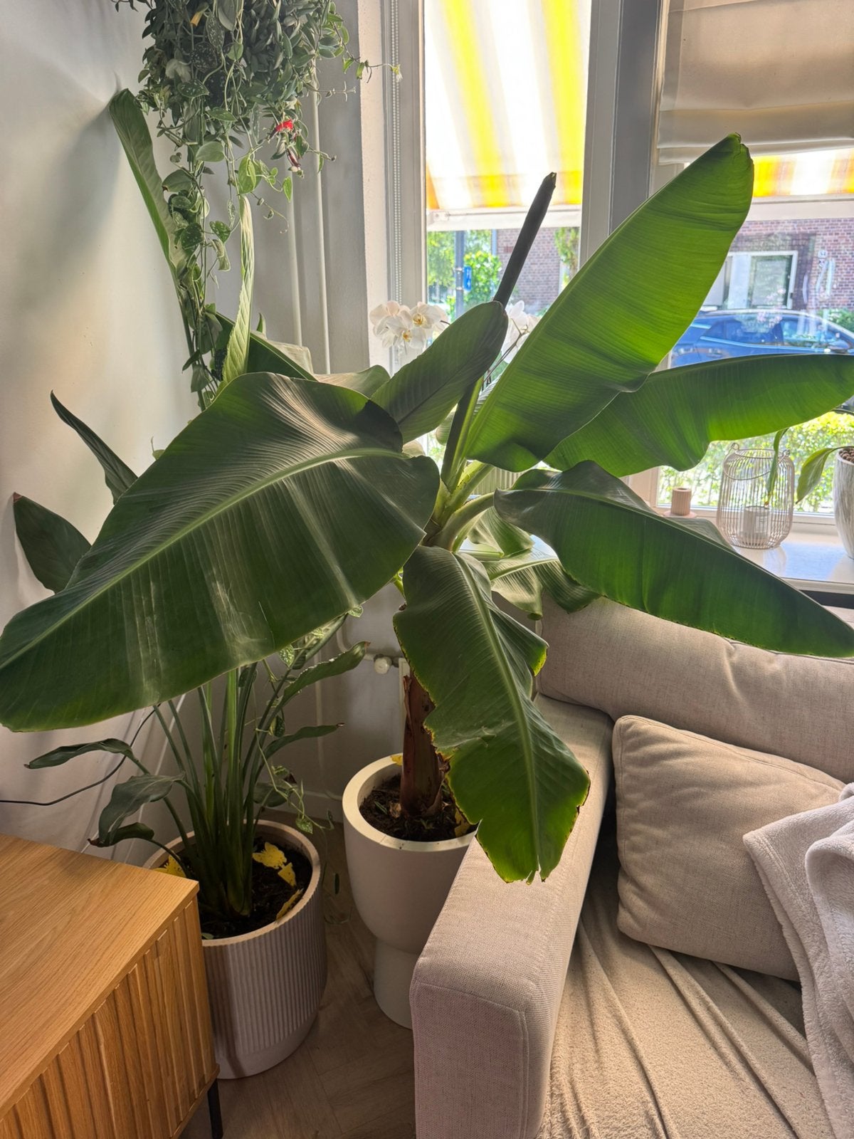 Banenen plant, Ophalen, 100 tot 150 cm, Overige soorten, Halfschaduw