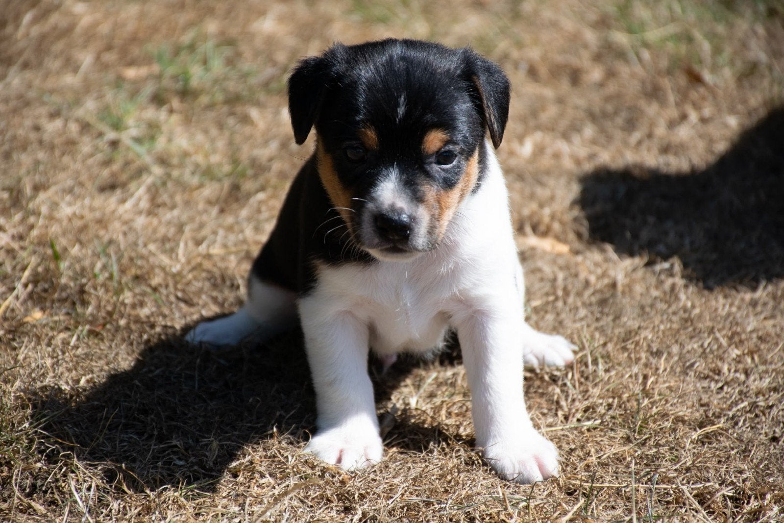 Fantastisch mooie boerenfox pups  te koop, Reu, 8 tot 15 weken, Meerdere, Nederland