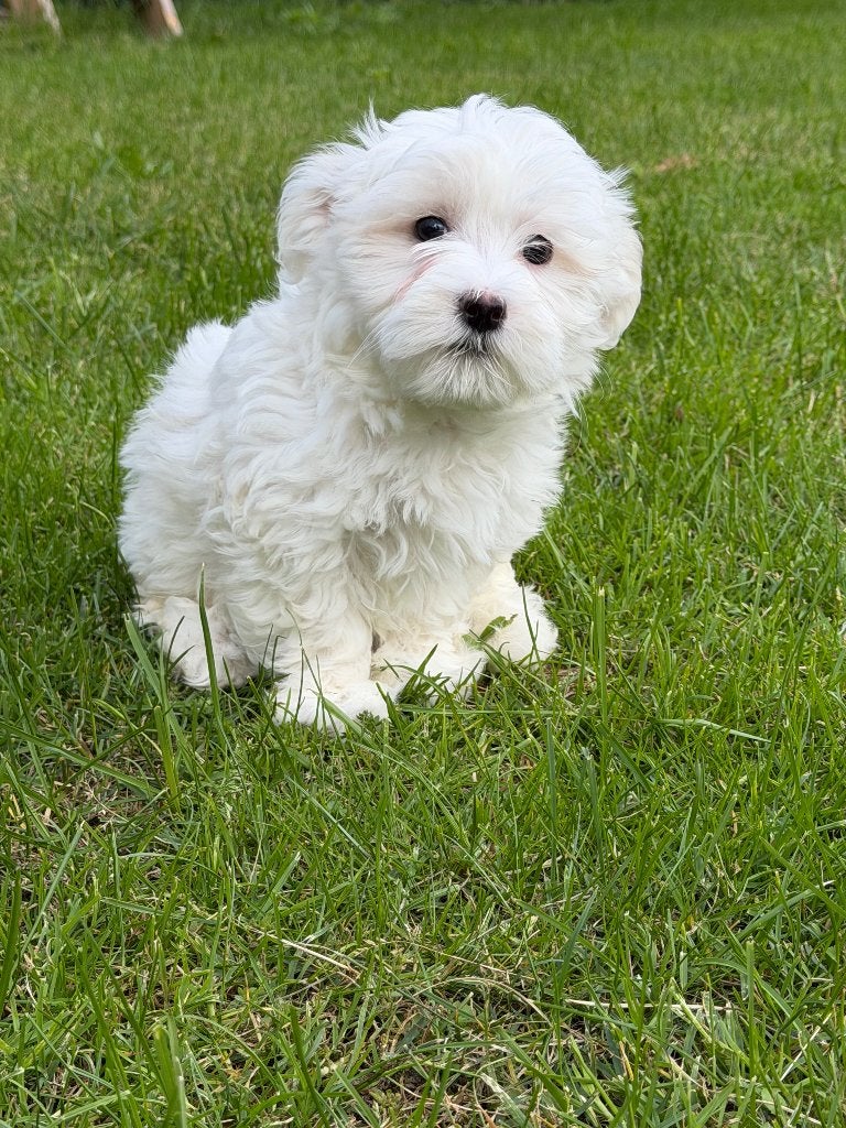 Super lief maltezer pup reutje, Parvo, Maltezer, Nederland, Reu