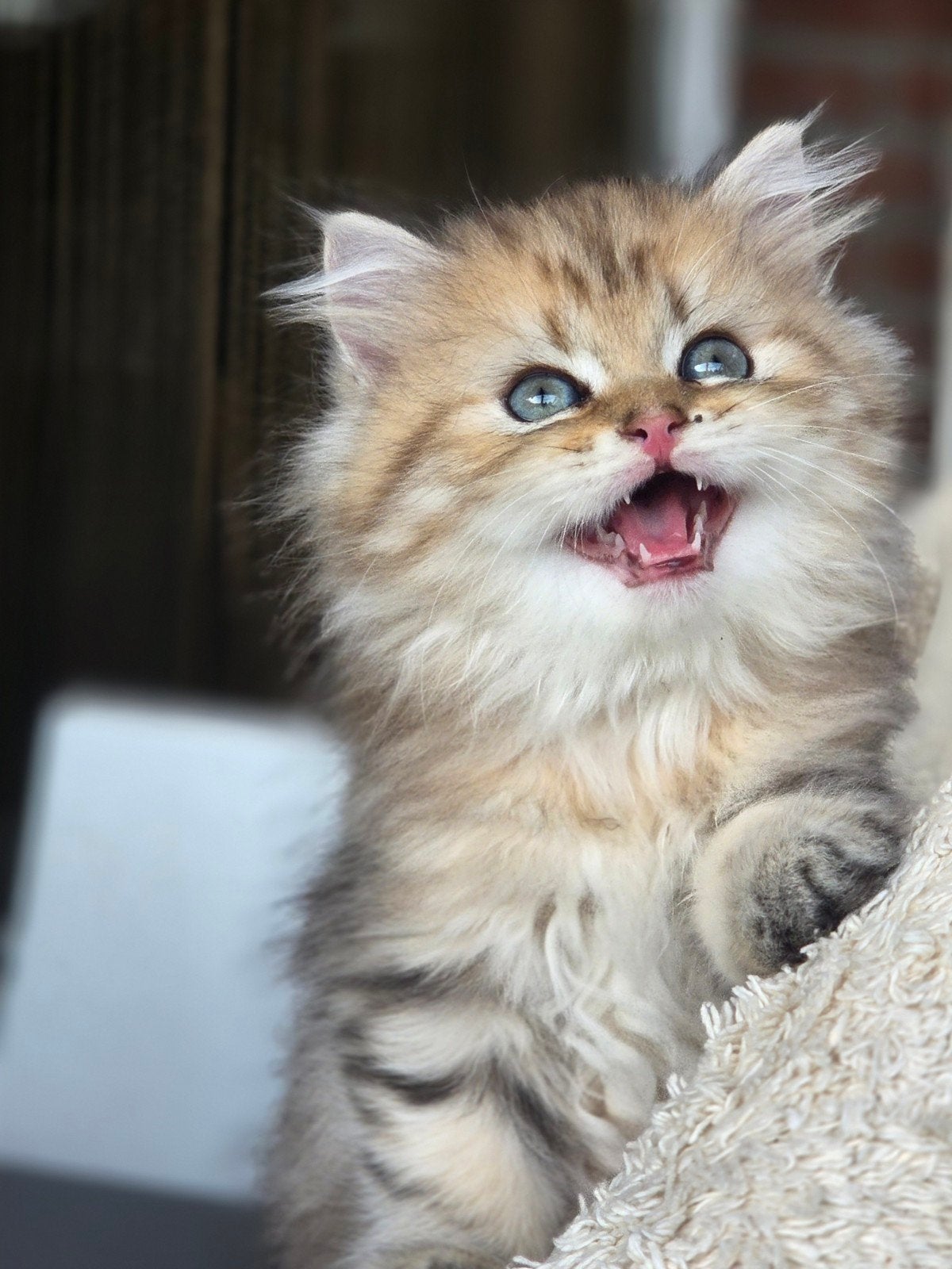 te koop mooie britse langhaar golden tabby kittens, Dieren en Toebehoren, Meerdere dieren, Ontwormd