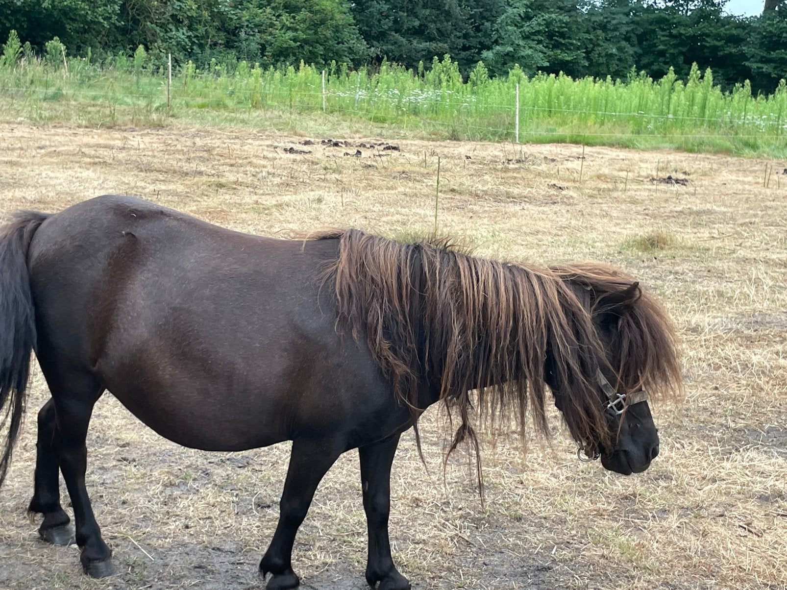 Shetland pony merrie en hengst, Dieren en Toebehoren, Pony's, Merrie, A pony (tot 1.17m), Gechipt