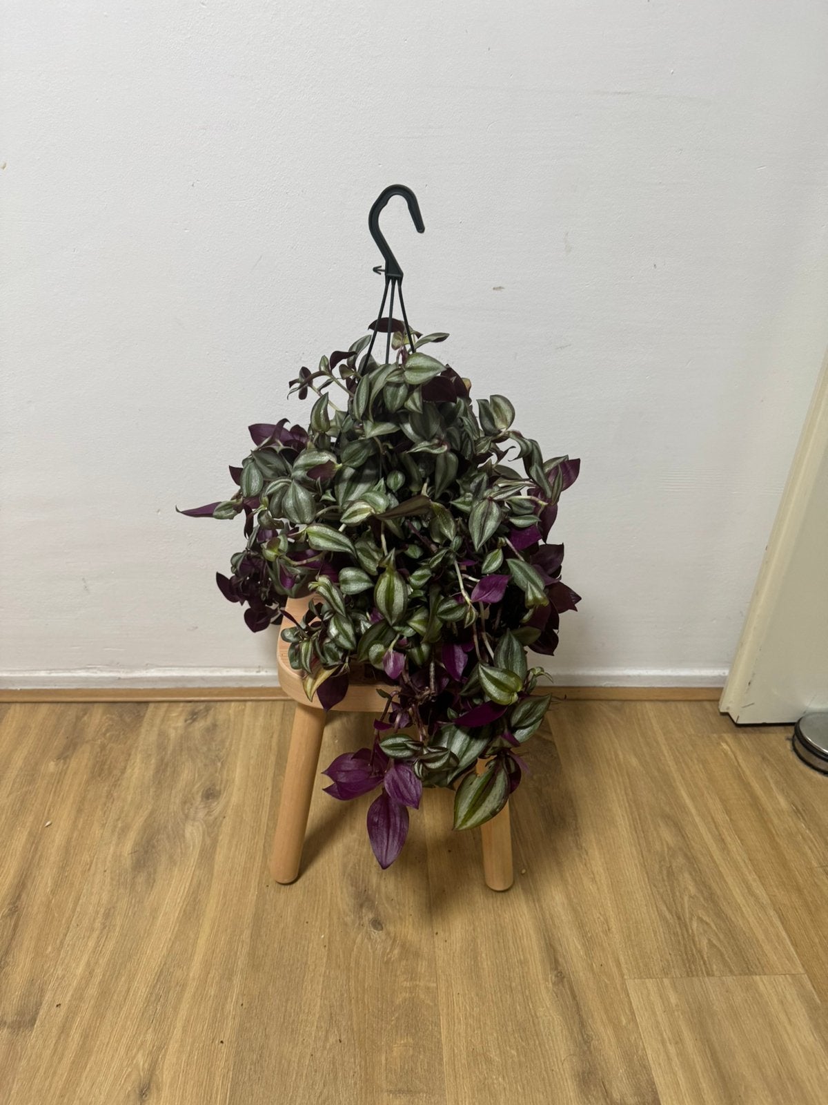 Hangplant paars, Ophalen, Halfschaduw, Minder dan 100 cm