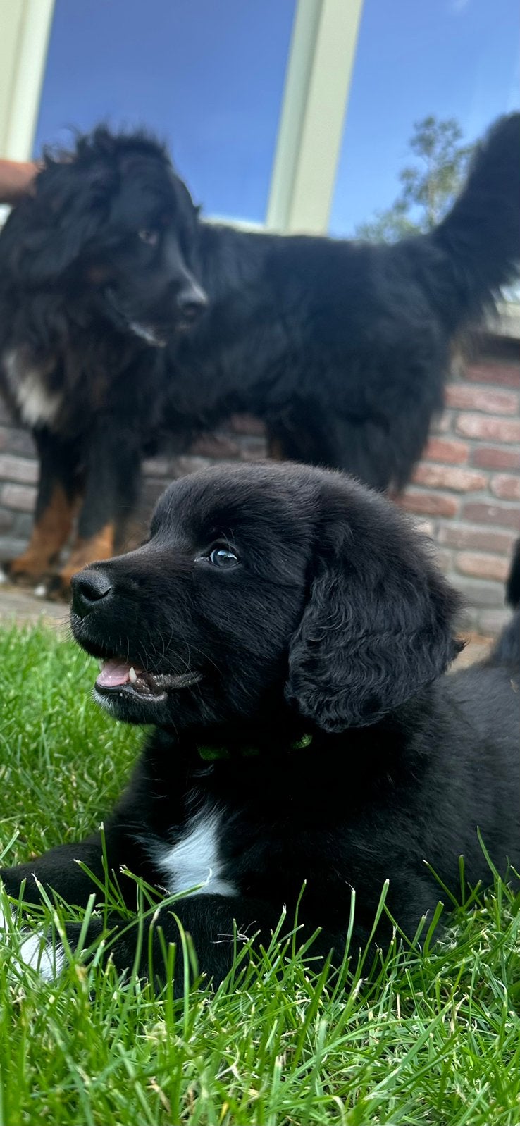 Puppy Heidewachtel/Berner-Sennen., 8 tot 15 weken, Meerdere, Meerdere dieren, Nederland