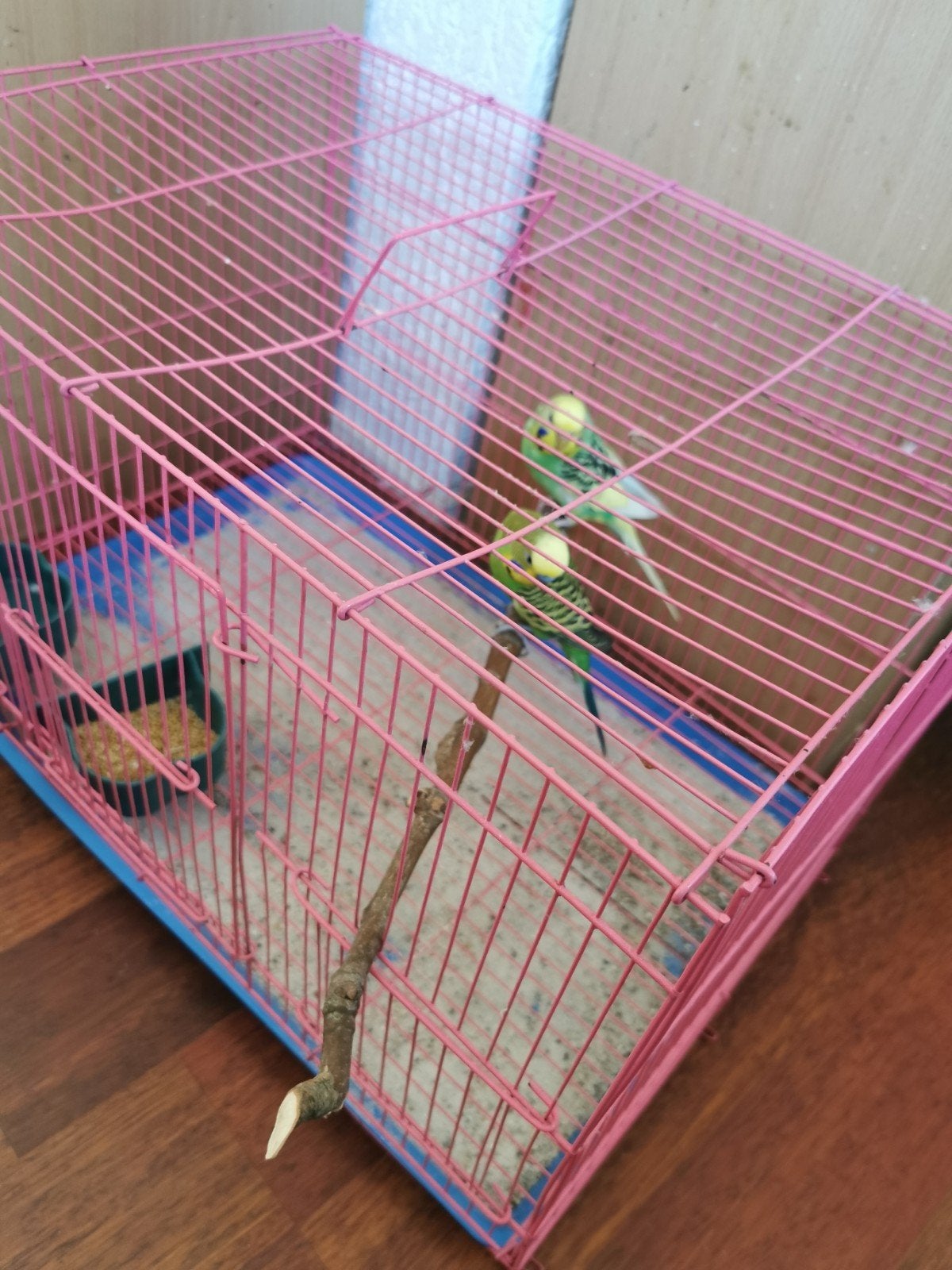 Vogels te koop, Meerdere dieren, Parkiet