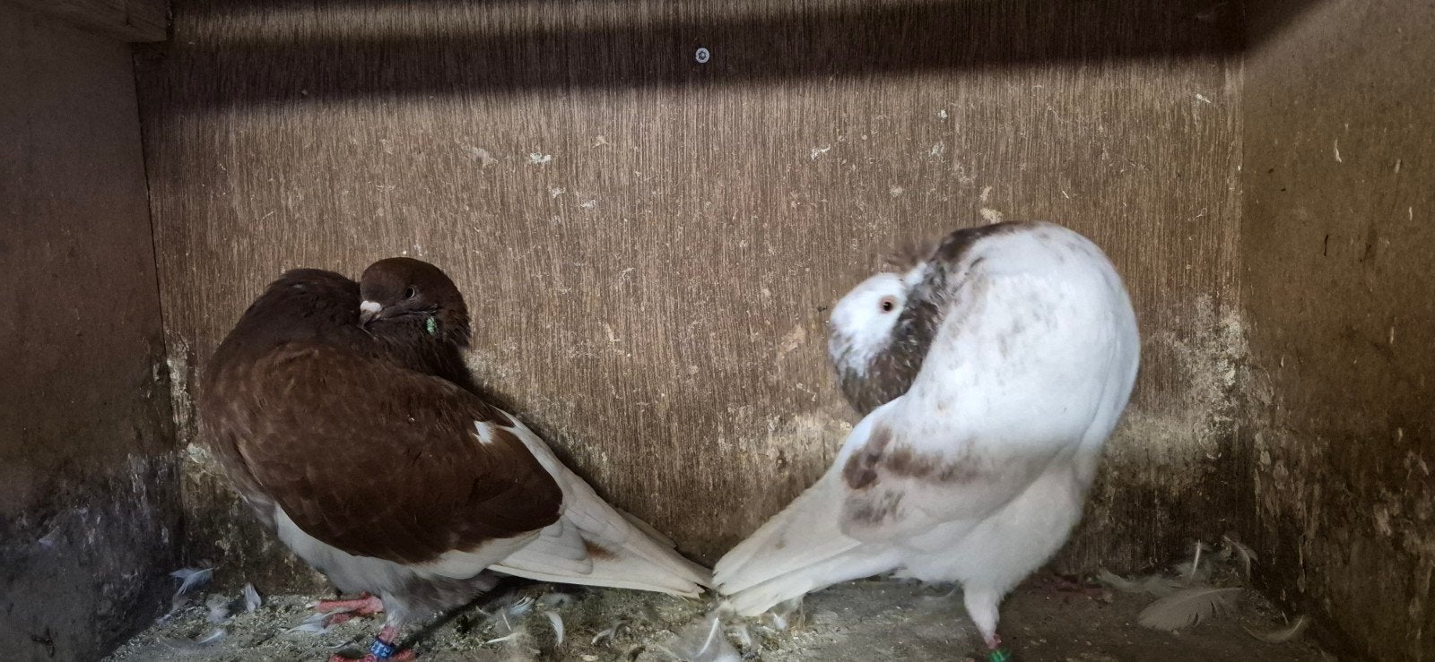 Te koop verschillende ras duiven, Meerdere dieren, Overige soorten