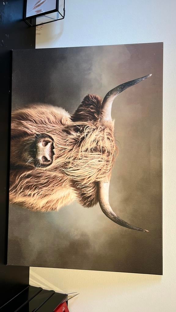 Schotse hooglander Canvas foto, Boeken, Ophalen, Nieuw, Overige onderwerpen