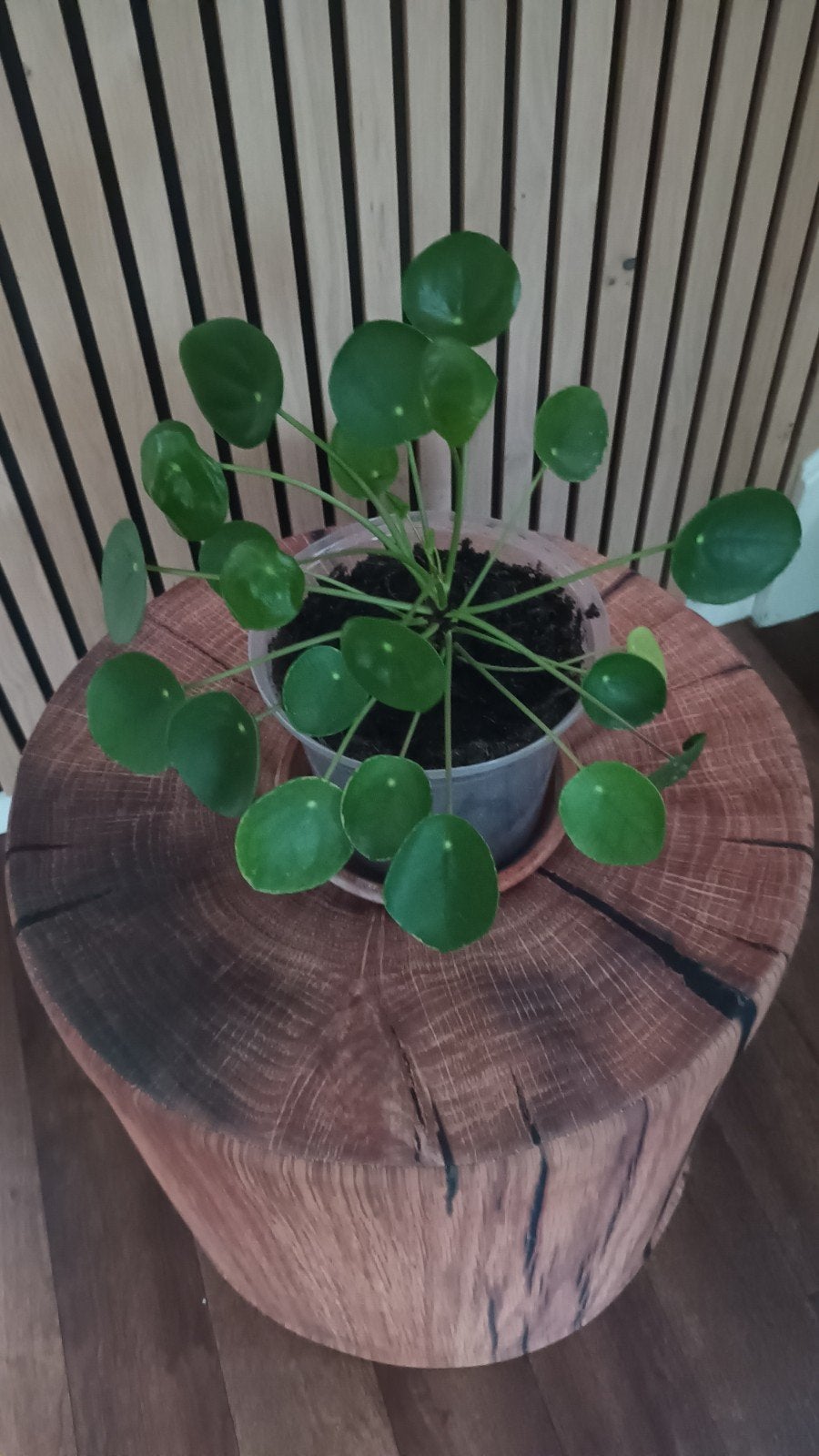 Mooie Pannekoekplant - Pilea Peperomioides, Huis en Inrichting, Kamerplanten, Ophalen