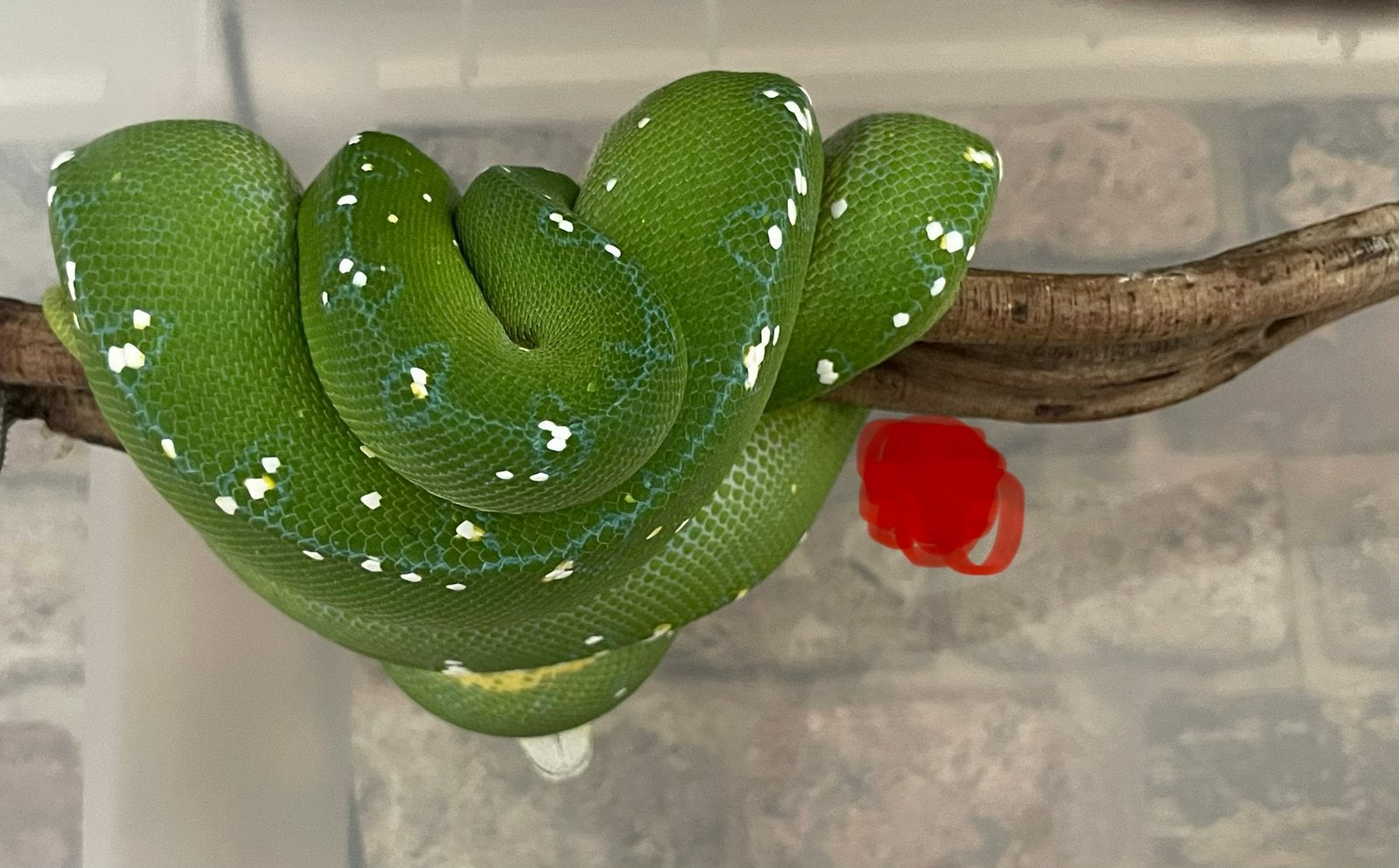 Morelia viridis Jayapura Green Tree Python photo 2
