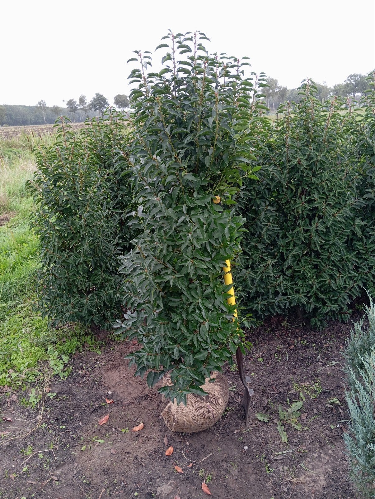 Portugese laurier (Prunus lusitanica, Volle zon, Vaste plant, Bloeit niet, Ophalen