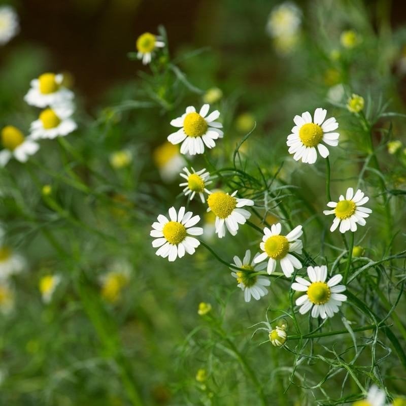 Uit de biologische moestuin: echte Kamille, zaden, Ophalen of Verzenden, Voorjaar, Volle zon, Zaad