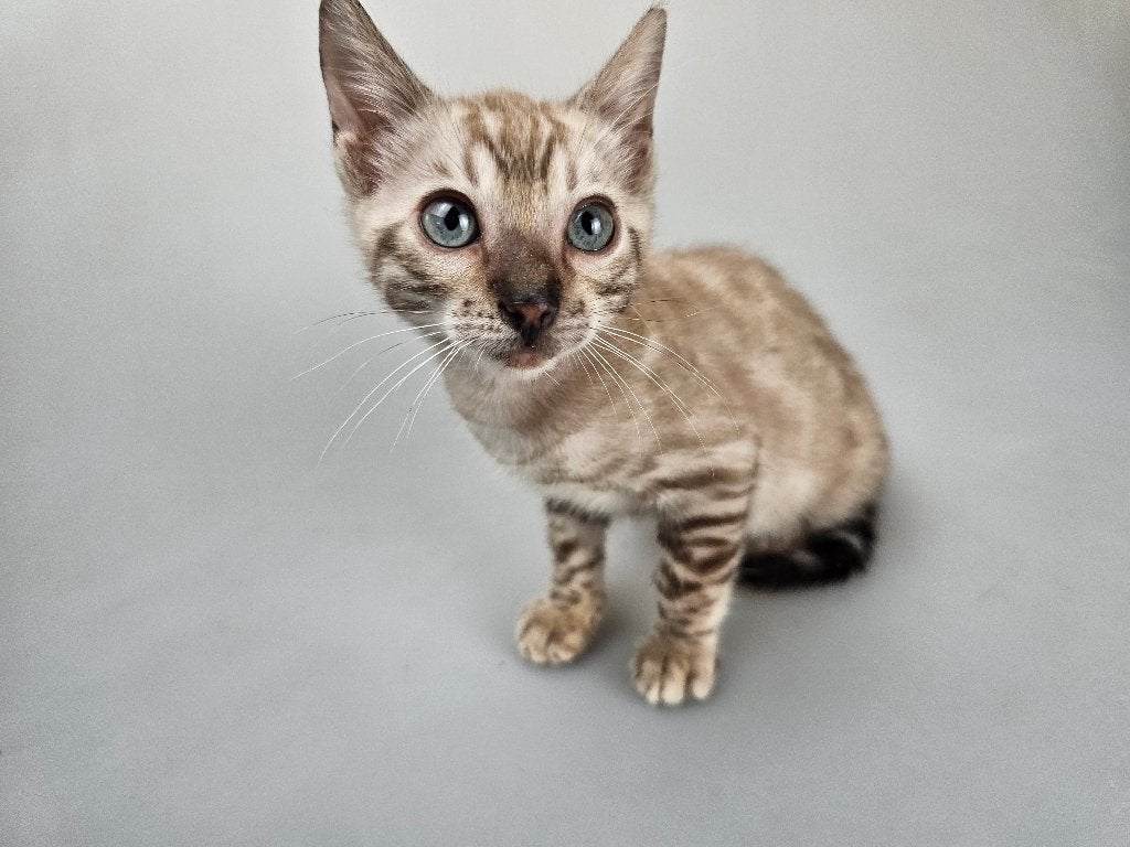 Bengaal katertje kitten met stamboom Seal sepia, Kater, Met stamboom, 0 tot 2 jaar