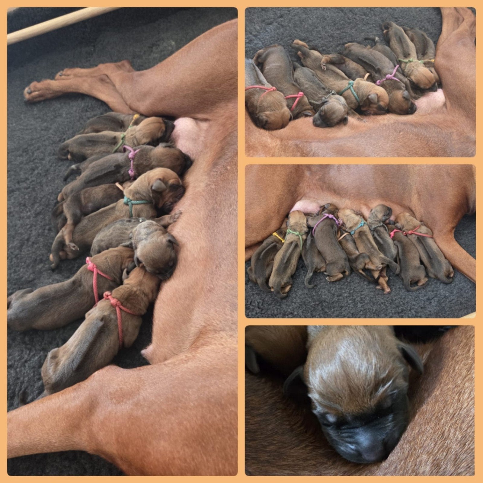 Rhodesian Ridgeback pups met FCI-stamboom, Dieren en Toebehoren, Overige rassen, Meerdere, Meerdere dieren, Nederland