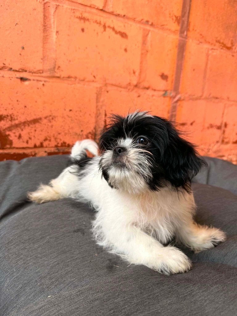 SHIH TZU PUPS, Dieren en Toebehoren, België, Particulier, Overige rassen, 8 tot 15 weken