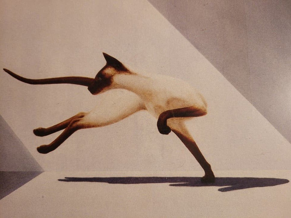 Set van 2 Siamese katten prints - René Boin 1980 vintage, Minder dan 50 cm, Gebruikt, Ophalen of Verzenden, Print