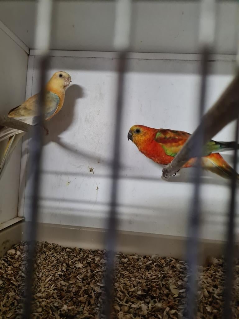 Koppel oranje roodruggen, Dieren en Toebehoren, Vogels | Parkieten en Papegaaien, Meerdere dieren, Parkiet