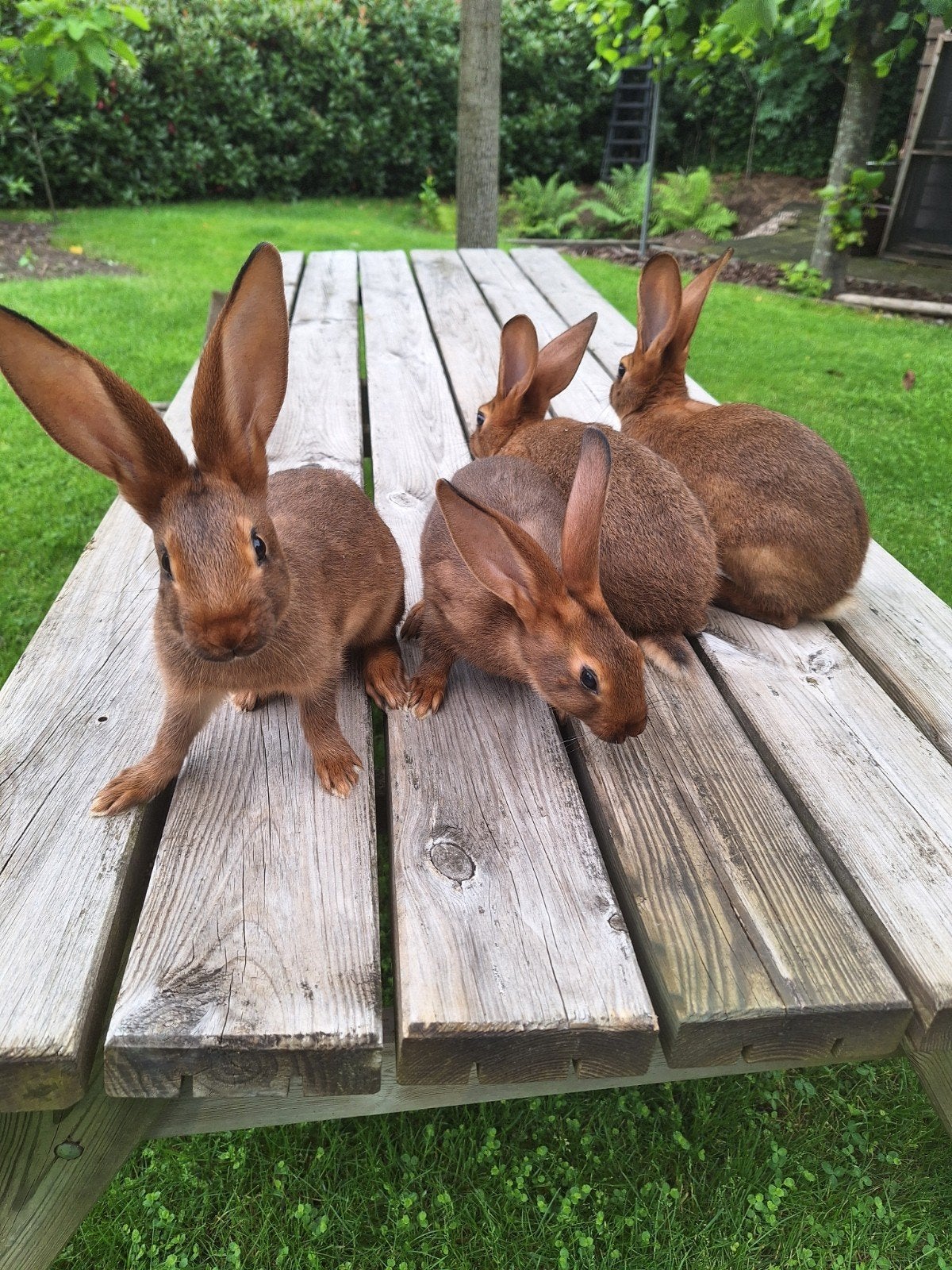 Te koop: jonge Belgische Hazen, Meerdere dieren, Groot