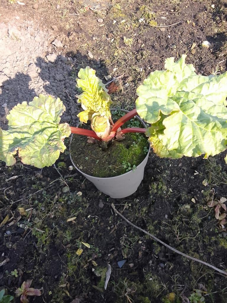 Rabarber planten (Victoria), Ophalen, Overige soorten, Volle zon