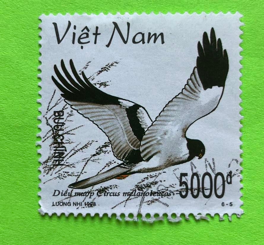 Roofvogel, Ophalen of Verzenden, Dier of Natuur