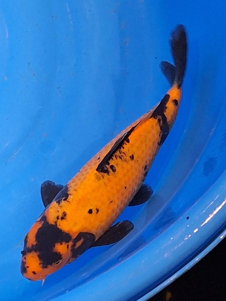 Hele mooie set 40x koi vissen( als set maar ook los te koop!, Karper of Koi