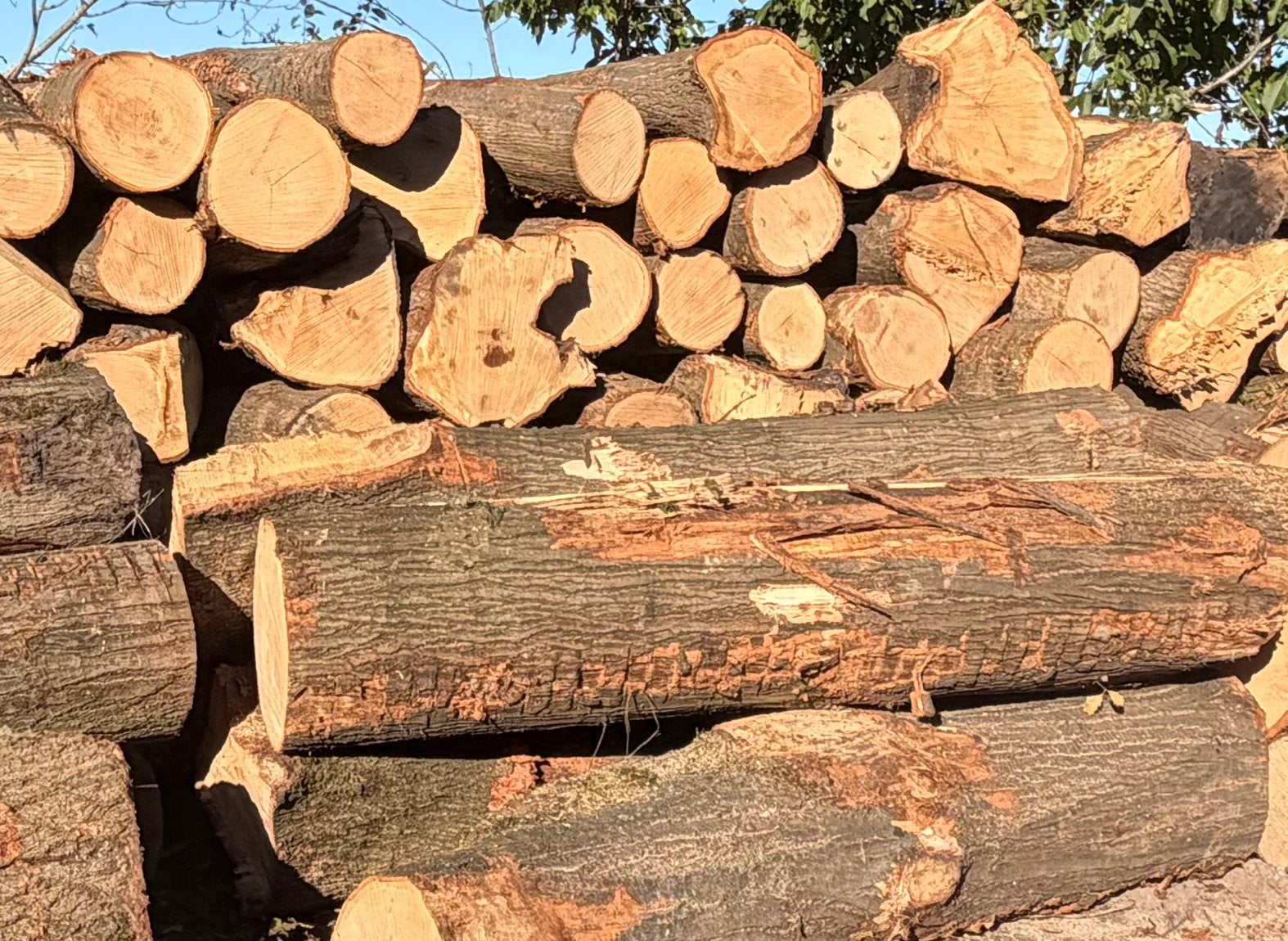 Haardhout op stam, 3 tot 6 m³, Ophalen, Eikenhout, Stammen