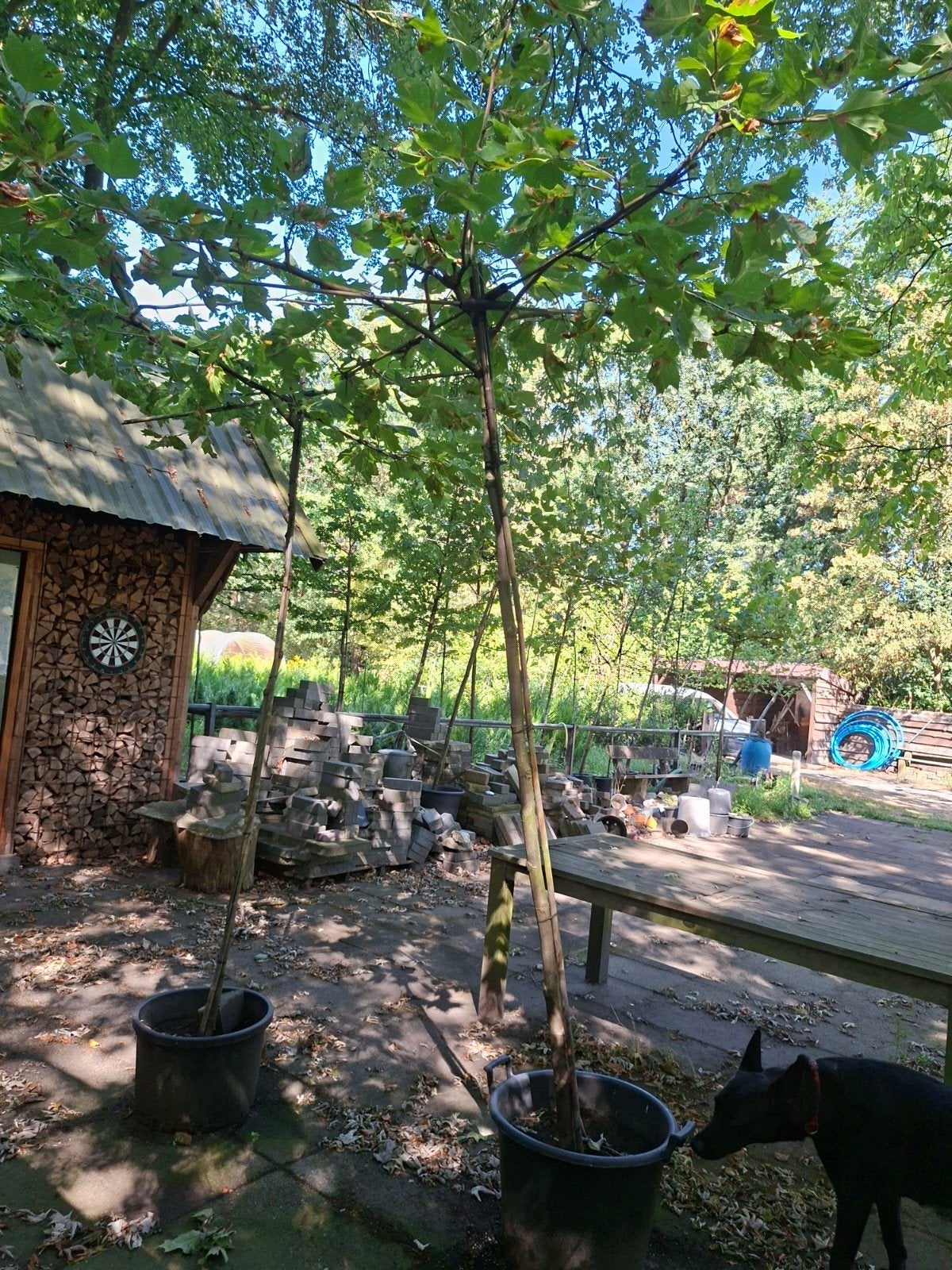 Laatste Dakplatanen in pot, Tuin en Terras, 100 tot 250 cm, Dakboom, Ophalen, Volle zon