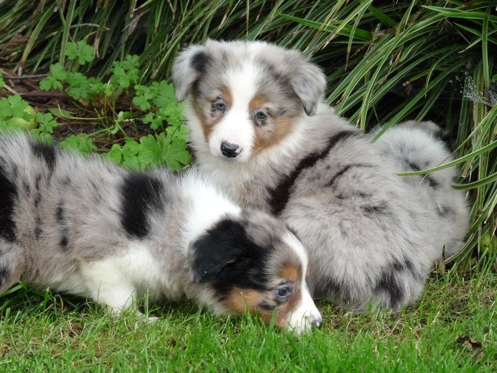 border collie pups  bordercollie pups, Parvo, 8 tot 15 weken, Collie, Meerdere