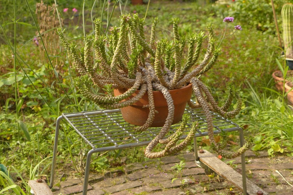 bijzondere euphorbia, Ophalen, Minder dan 100 cm, Bloeiende kamerplant, Volle zon