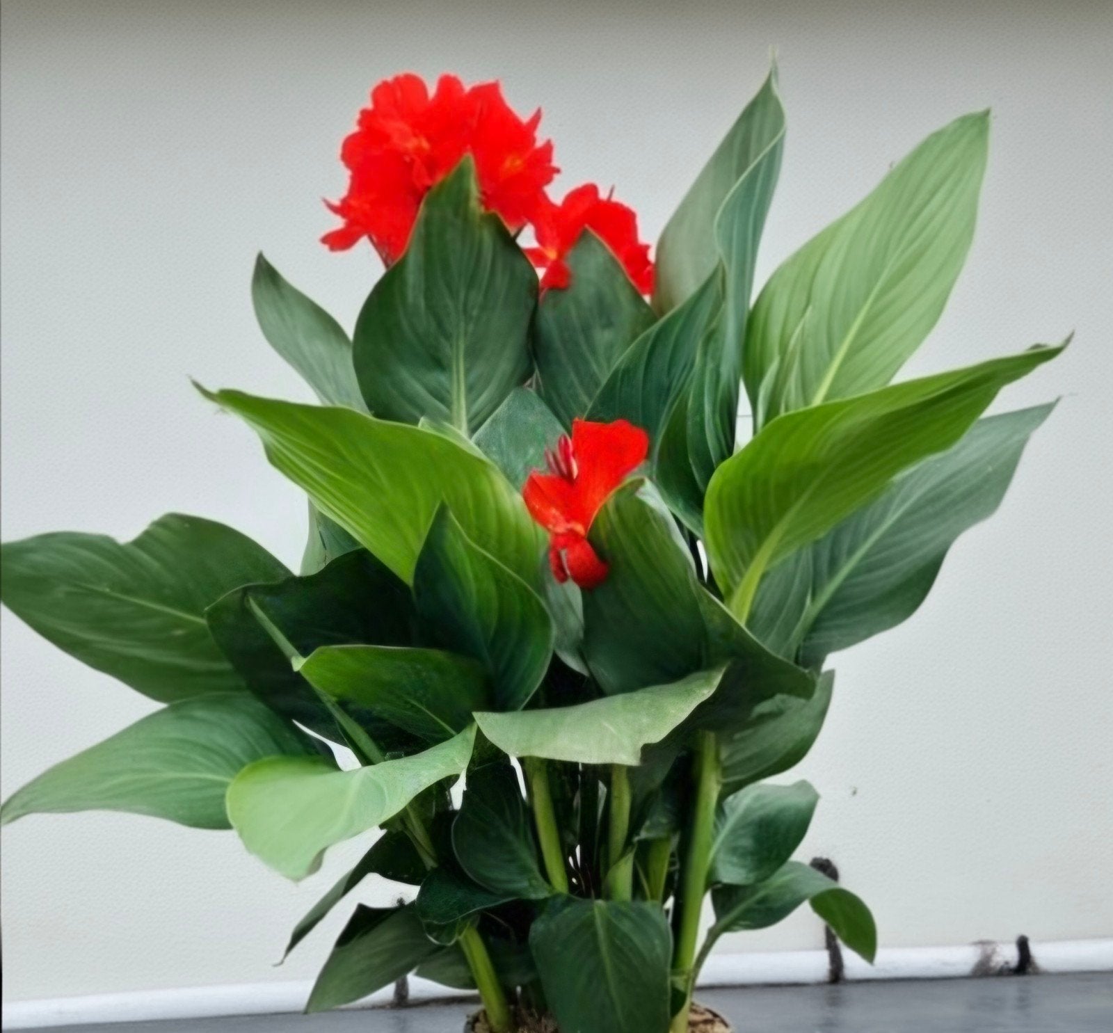 Grote tuinplant "canna Kreta" rood incl. pot, Ophalen, Overige soorten, Volle zon