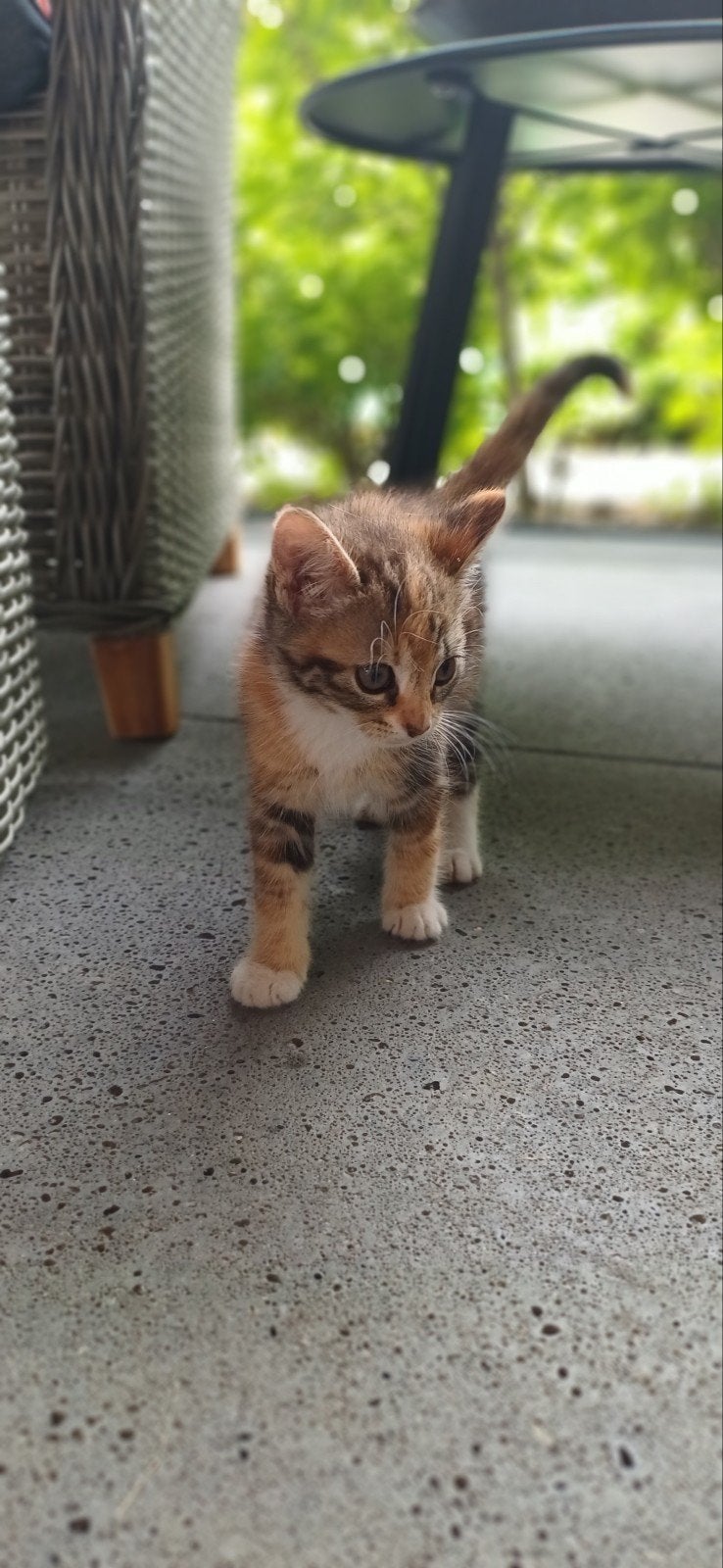 Kittens, Dieren en Toebehoren