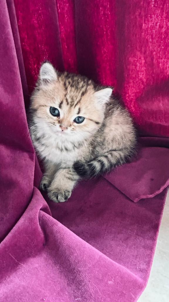 Britse kort haar ras zuiver kittens., 0 tot 2 jaar