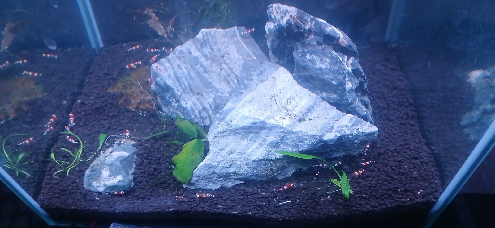 Gevuld aqarium met Crystal Red garnalen, Ophalen of Verzenden