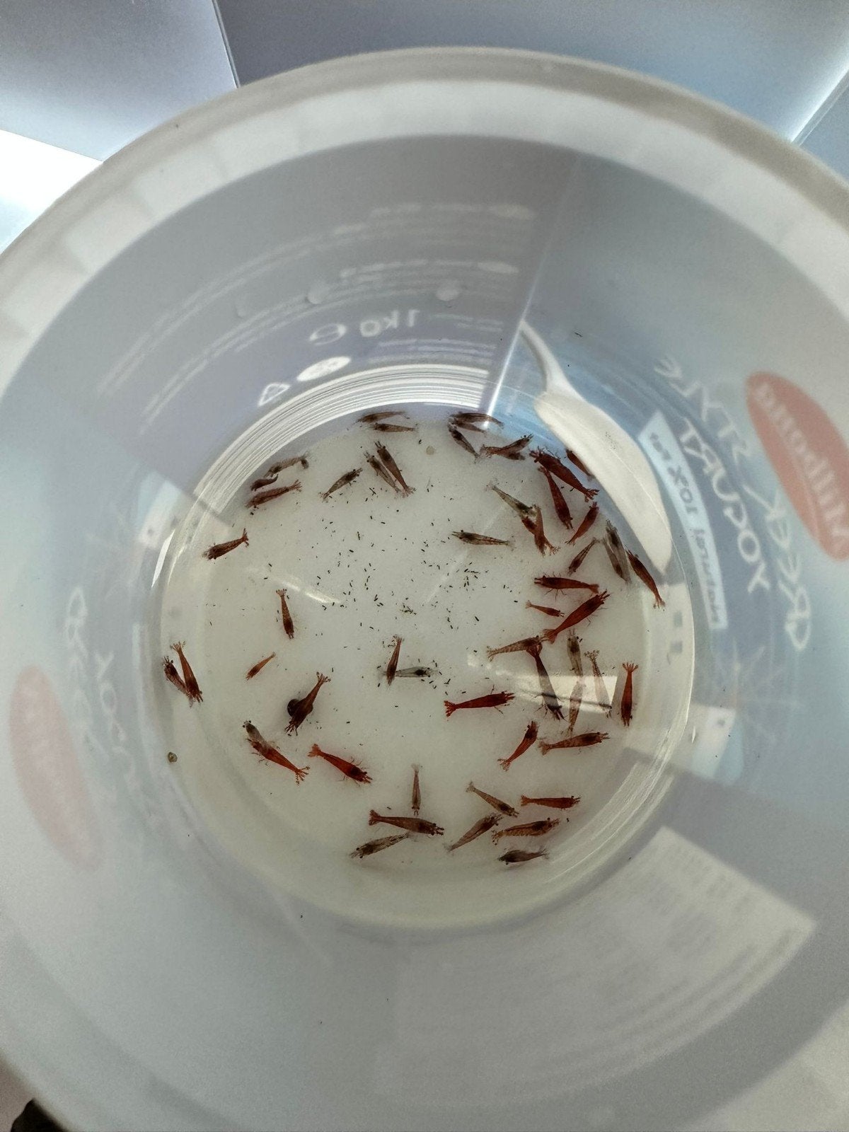 Neocaridina Red Cherry Garnalen, Dieren en Toebehoren, Vissen | Aquariumvissen, Kreeft, Krab of Garnaal, Zoetwatervis, Schoolvis