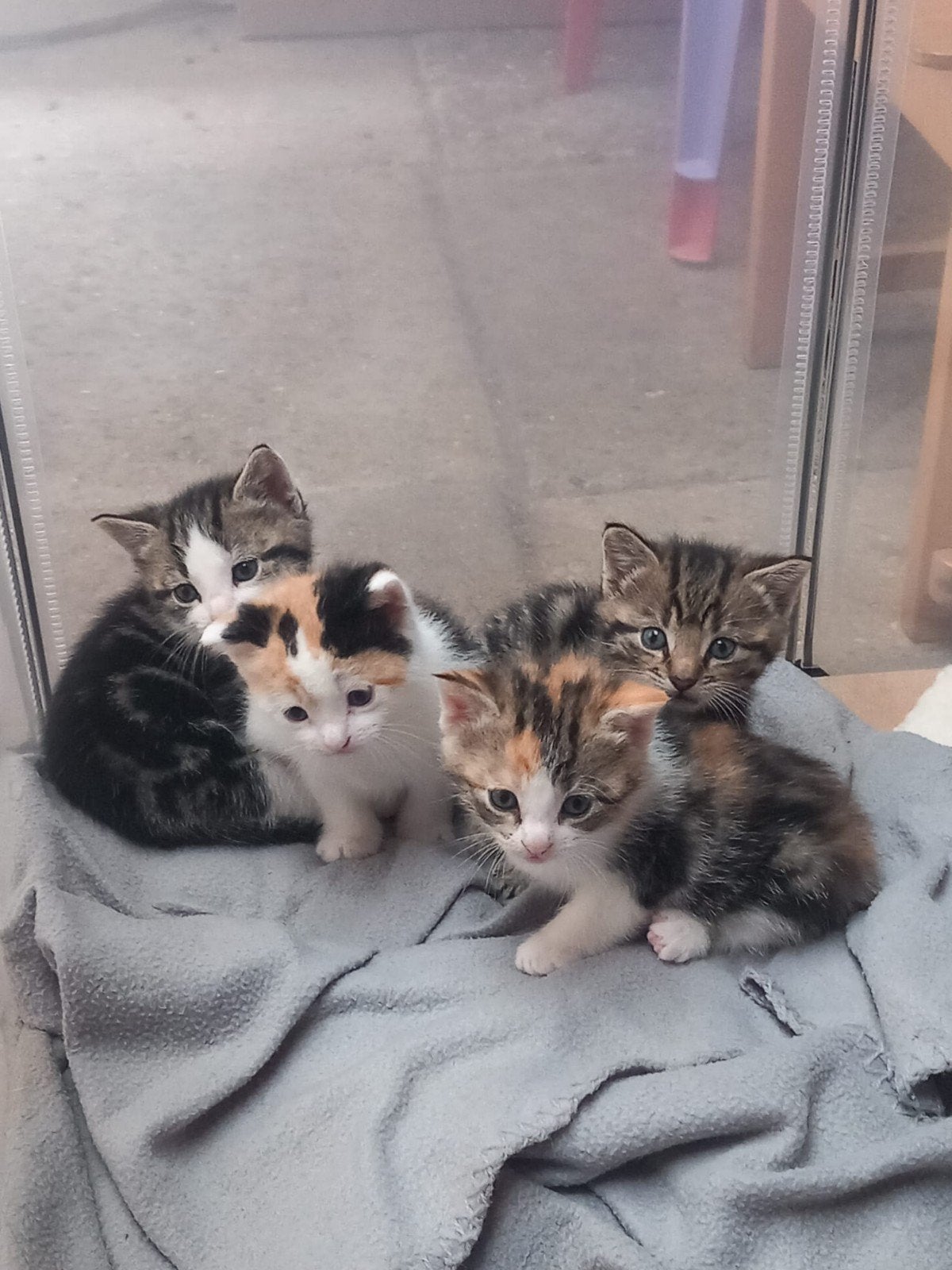 lieve kittens, Meerdere dieren