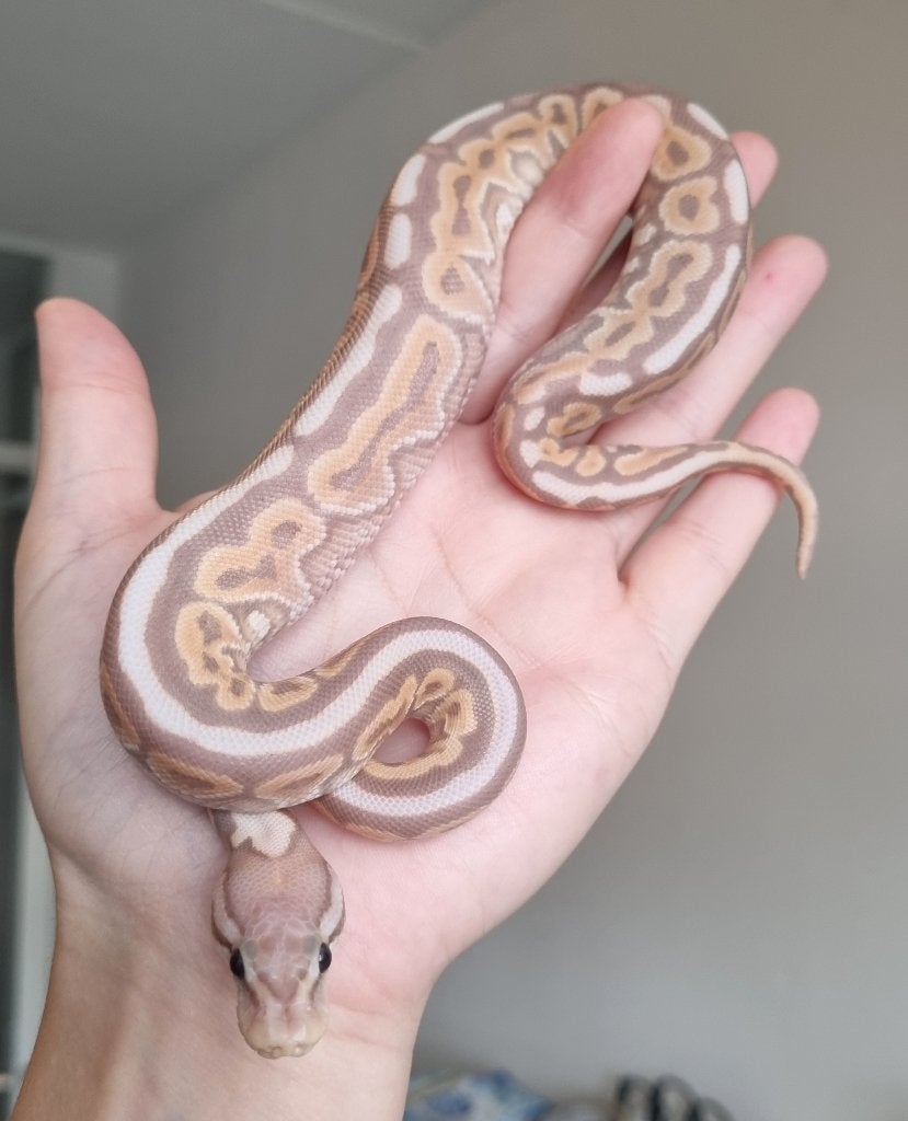 1.0 banana black pastel od pastel special het clown, Dieren en Toebehoren, Reptielen en Amfibieën, Slang, 0 tot 2 jaar