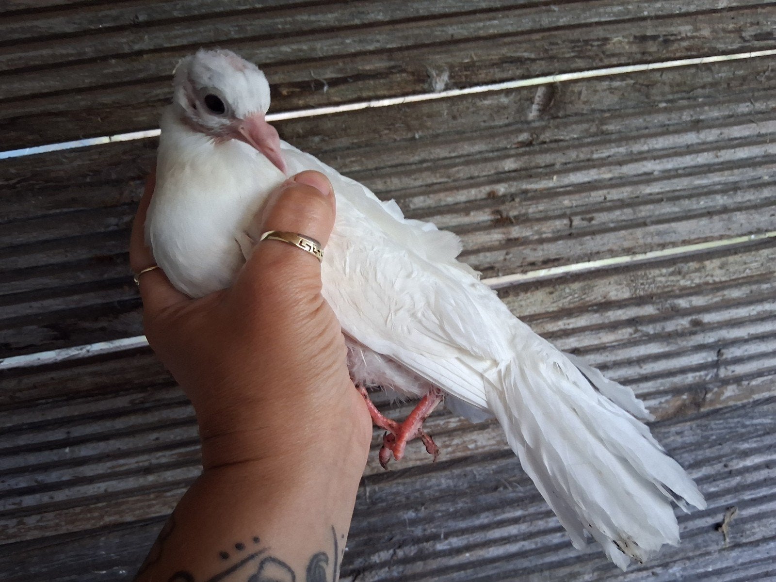 TK 2 jonge pauwstaart duifjes, Dieren en Toebehoren, Geslacht onbekend, Postduif