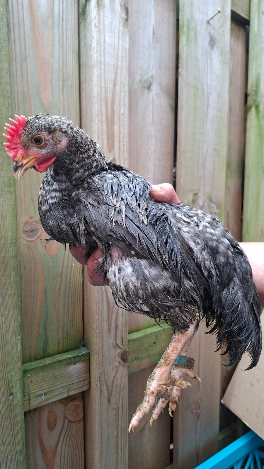 Mooie marans haantjes., Dieren en Toebehoren, Mannelijk, Kip