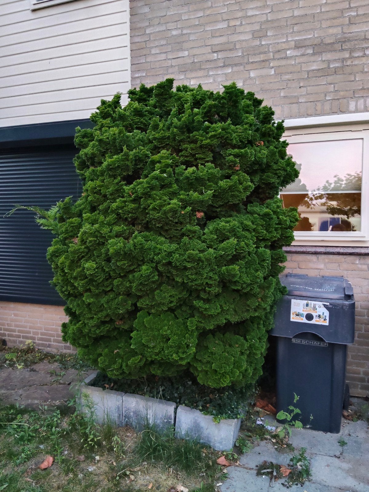 Dwerg Cipres, Tuin en Terras, Planten | Bomen, Ophalen, Volle zon, Overige soorten, 100 tot 250 cm