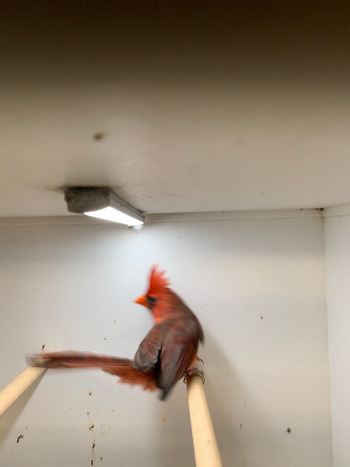 rode karnialen, Meerdere dieren