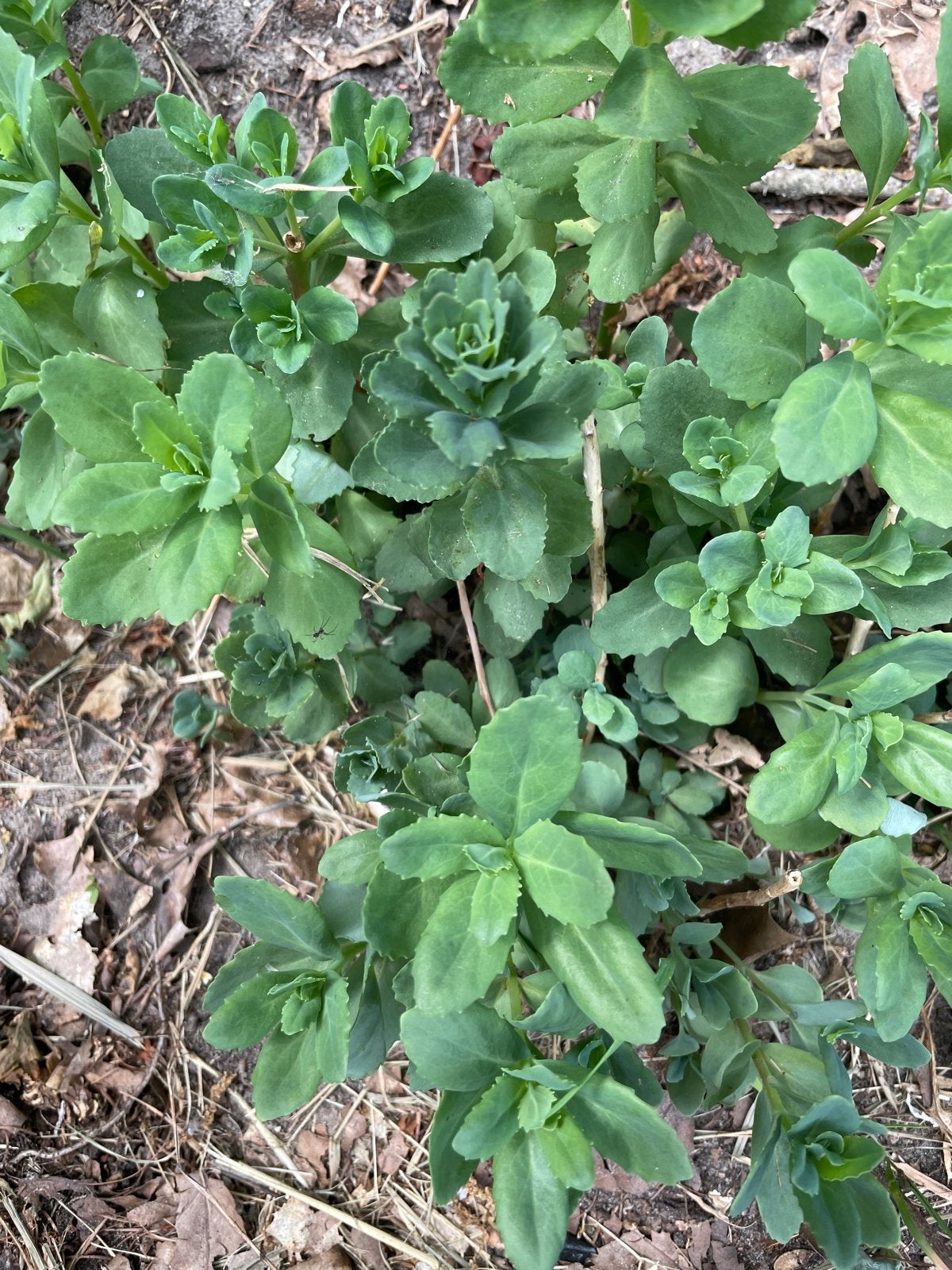 Vechtdalplant - Sedum (Vetkruid), Volle zon, Vaste plant, Herfst, Ophalen