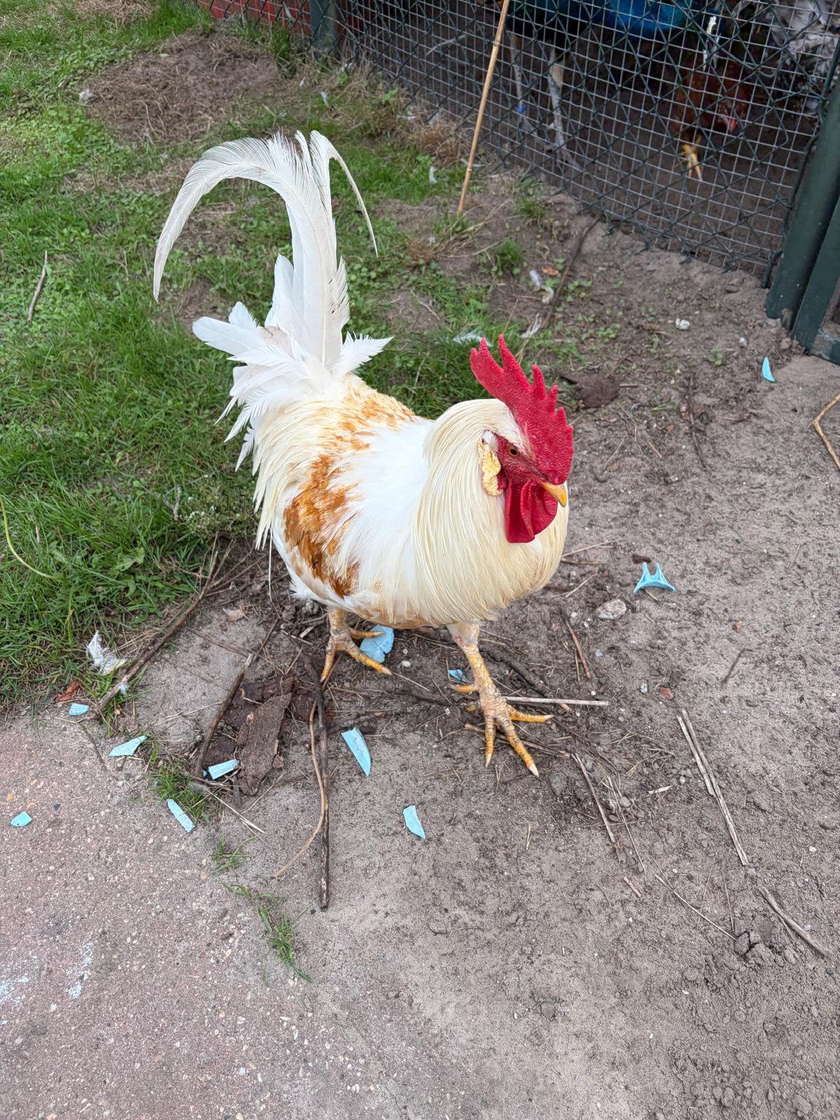2 hanen (schijndelaren), Dieren en Toebehoren, Mannelijk, Kip
