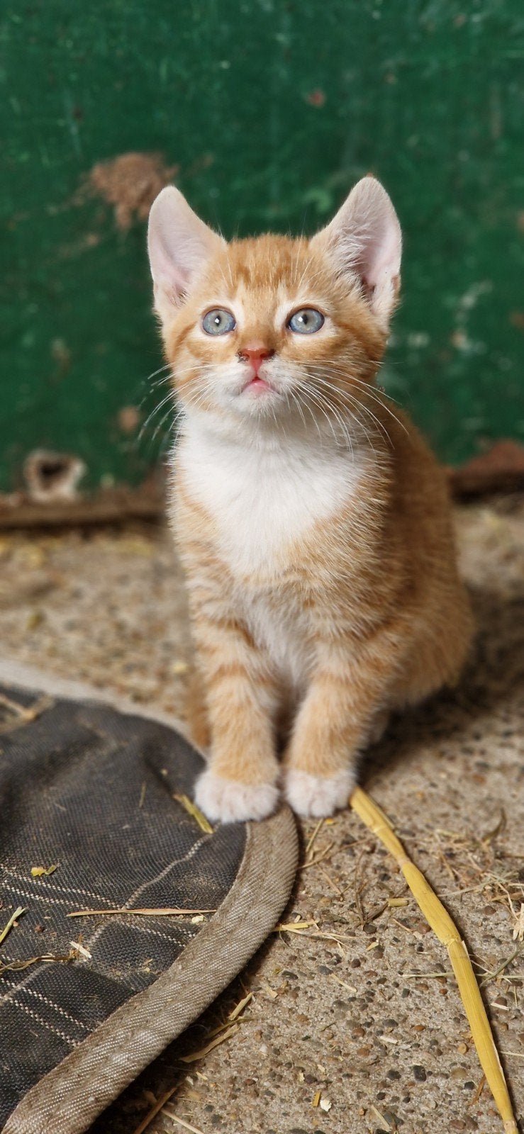 2 oranje kittens ( vrouwtjes), Dieren en Toebehoren, Katten en Kittens | Overige Katten, Poes, Kortharig, 0 tot 2 jaar