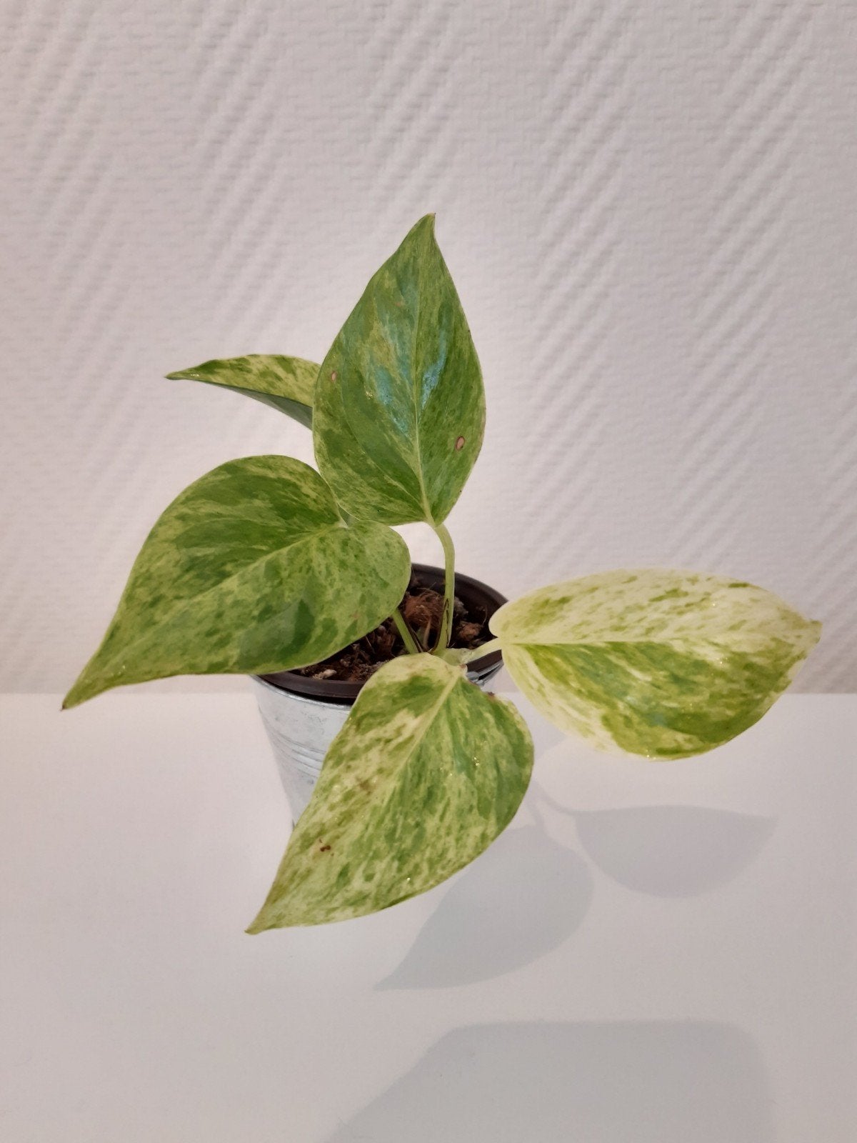 Epipremnum aureum 'Marble Queen', Overige soorten, Minder dan 100 cm, Groene kamerplant, Halfschaduw
