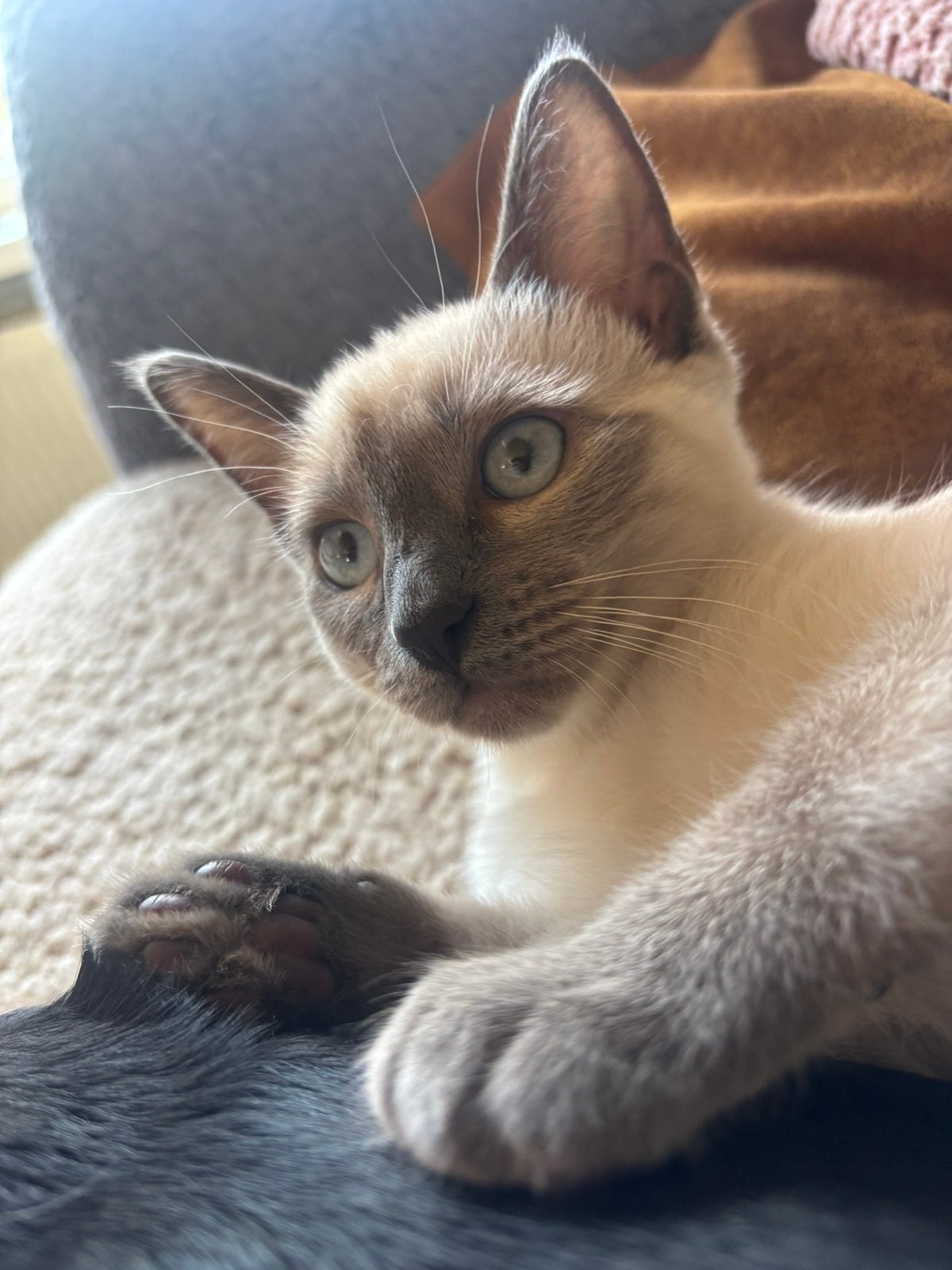 Poesjes ragdoll nog een katertje, Kater
